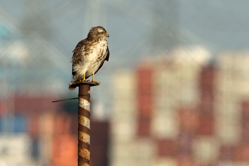 Buizerd